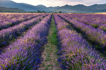 Naklejka na ściany i meble French landscape - Drome. Sunrise over the fields of lavender in the Provence (France).
