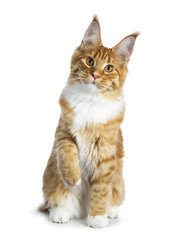 Obraz premium Gorgeous red Maine Coon cat kitten sitting straight up with one paw lifted, isolated on white background and looking at lens