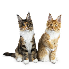Fototapeta premium Dwie bawiące się kocięta kotów rasy Maine Coon siedzące, jeden z jedną łapą w powietrzu, oba patrzą prosto w kamerę na białym tle