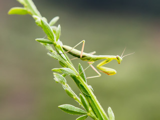 junge Gottesanbeterin - Mantis - an einem Grashalm