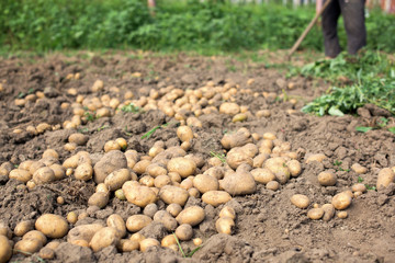 Potato harvest in a vegetable garden
