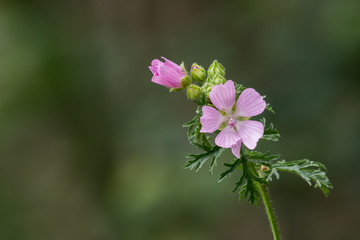 rosa Malven Blüte vor grünem Hintergrund
