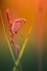insecte papillon azuré commun en été en plan rapproché dans une prairie  en couleur sur fonds...
