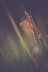 insecte papillon azuré commun en été en plan rapproché dans une prairie sur fonds sombre