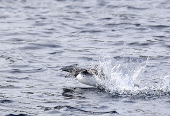 Fototapeta premium Common Murre landing with a big splash in the water near Witless Bay Ecological Reserve, Newfoundland Canada