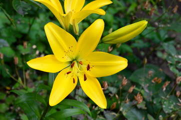 
The flower of the yellow lily is shot close-up.