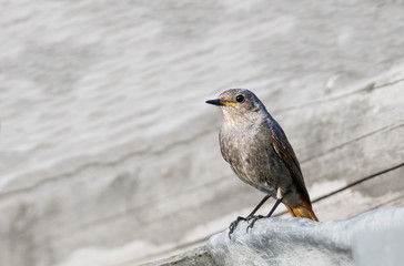 Gartenrotschwanz auf dem Dach