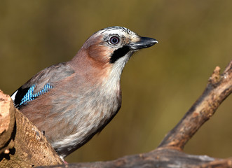 Eichelhaeher; Garrulus glandarius; jay;