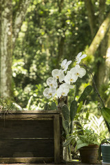 orchids