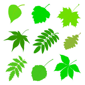 Set of green leaves.
