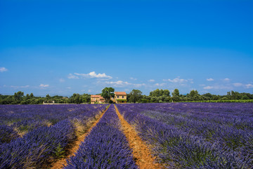 Naklejka na ściany i meble Field of lavender. Houses on the horizon. Blue sky with clouds