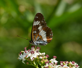 Kleiner Eisvogel, Limenitis camilla,