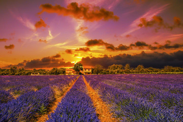 Dramatic sunset on a lavender field. Houses and trees on the hor