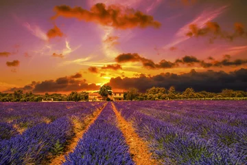 Schilderijen op glas Dramatic sunset on a lavender field. Houses and trees on the hor © Marina