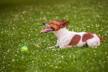 Dog lying on the lawn, Jack Russell Terrier