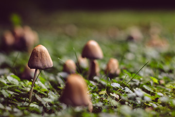 mushrooms growing in garden