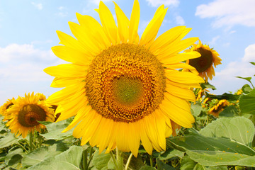 Obraz premium Flower of the sunflower grows in field