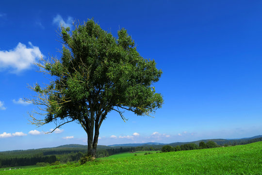  Gemeine Esche, Fraxinus excelsior;