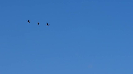 Three black swans flying against blue cloudless sky