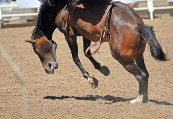 Obraz premium Bucking bronco at rodeo