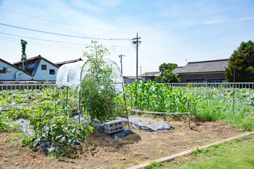 家庭菜園の畑