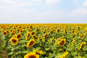 Naklejka premium Flower of the sunflower grows in field