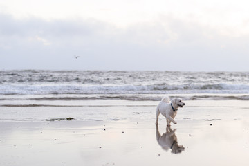 White Dog Walking on Beach