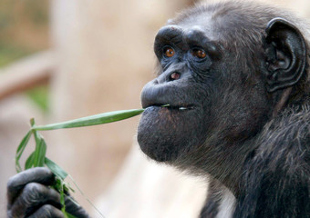 Schimpanse (Pan) Portrait  