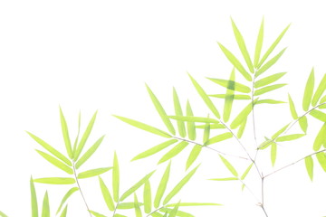  Bamboo leaves, Isolated on a white background,