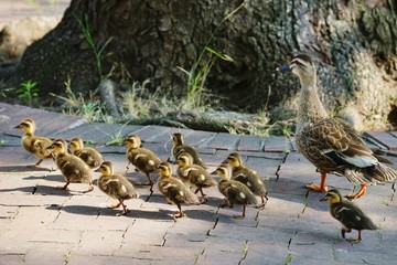 カルガモの行進 © ogawaay