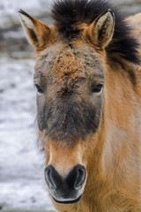Fototapeta premium Przewalski's horse portrait (Equus ferus przewalskii)
