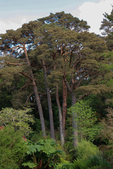 Irlande - Parc de Muckross et ses grands arbres