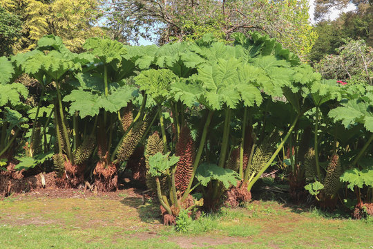 Gunnera manicata ou rhubarbe g&eacute;ante