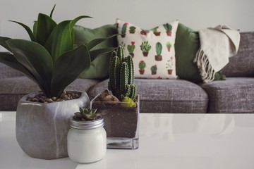 Cactus Lovin