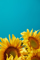 bouquet of bright yellow sunflowers, isolated on blue with copy space
