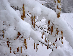 Haselstrauch; Haselkaetzchen; Corylus avellana; hasel bush;