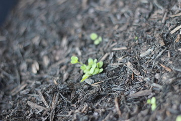 New Seed Bud