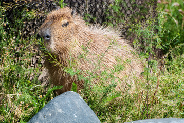 Naklejka na ściany i meble Capybara