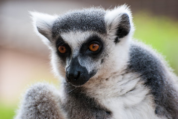 Portrait of lemur © Лев Раппопорт