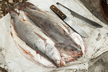 Congo_Poissons morts vidés