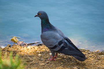 Rock Pigeons are tubby birds with small heads and short legs. Their wing are broad but pointed wing and the tail is wide and rounded. 