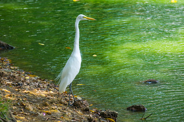 Great Egret, the snowy white bird's beautiful plumage made it far too popular in 19th-century North America. It was decimated by plume hunters who supplied purveyors of the latest ladies' fashions.
