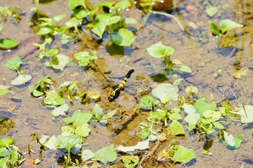 オオシオカラトンボ