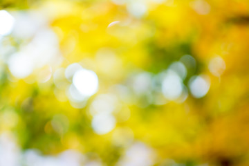 Bokeo from beatiful light in morning.Blur background.