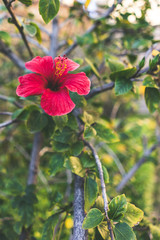 Hibiscus flower