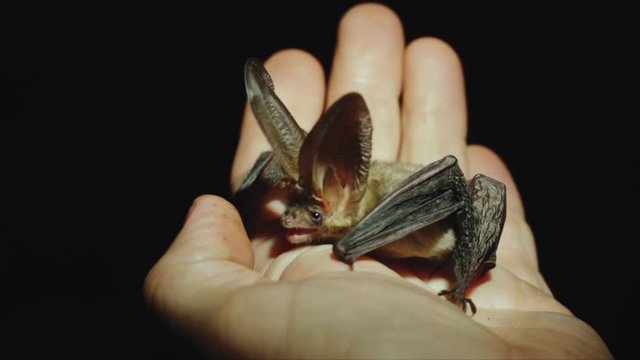 A long-eared bat sits on a hand, looks around, stretches its wings and finally takes off.