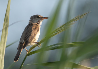 Great reed warbler - Acrocephalus arundinaceus