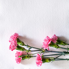 White handmade paper with lying pink carnations at the bottom