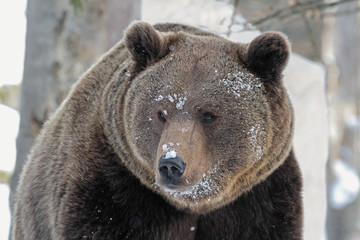 Portrait of Brown Bear (Ursus arctos) in winter