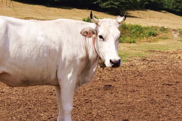 Ganado vacuno blanco en montaña